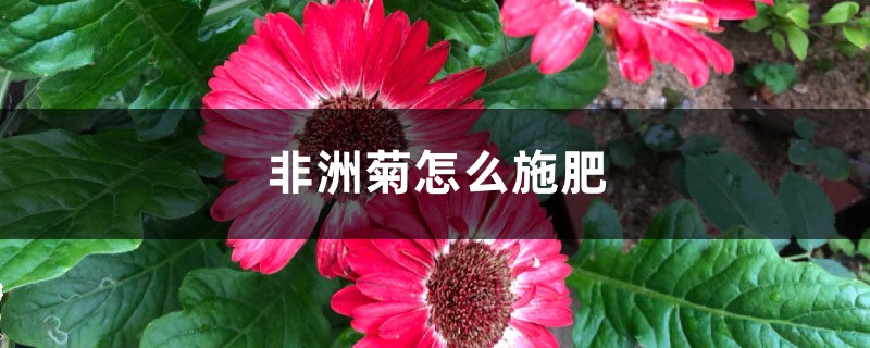 非洲菊怎么施肥