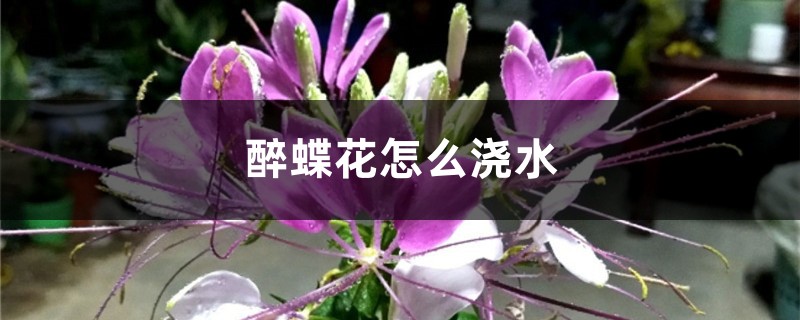 醉蝶花怎么浇水