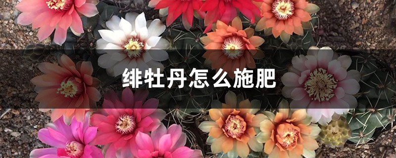 绯牡丹怎么施肥