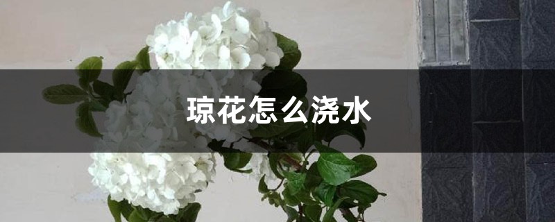 琼花怎么浇水