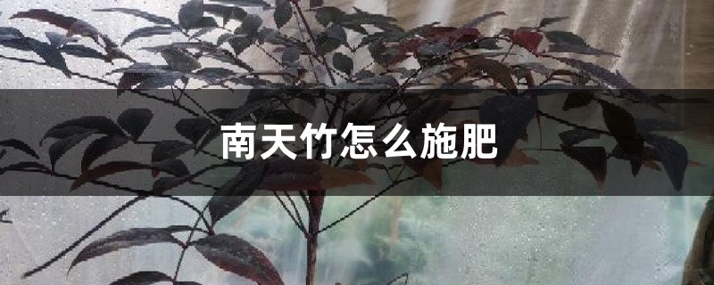 南天竹怎么施肥