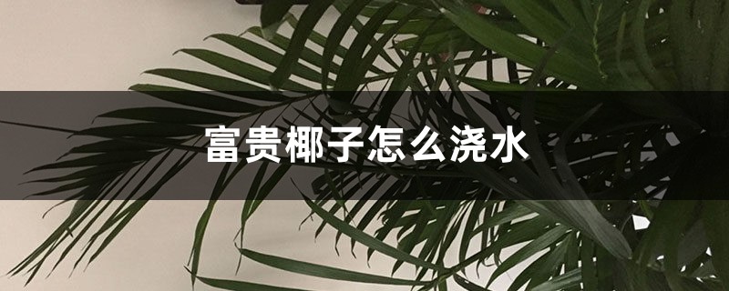 富贵椰子怎么浇水