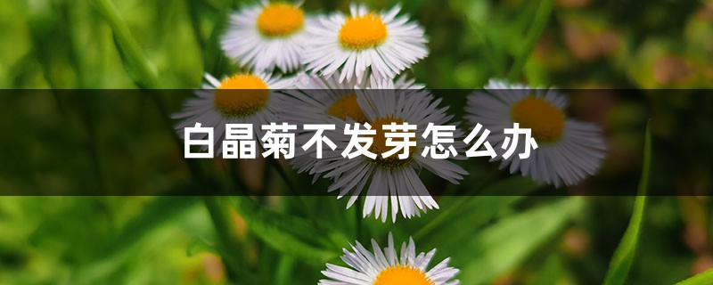 白晶菊不发芽怎么办