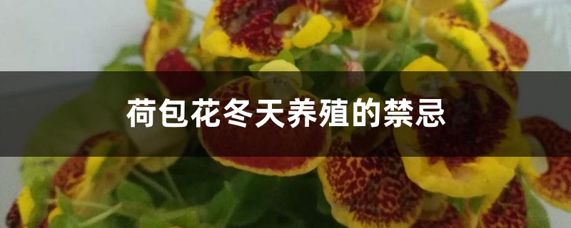 荷包花冬天养殖的禁忌