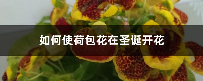 如何使荷包花在圣诞开花