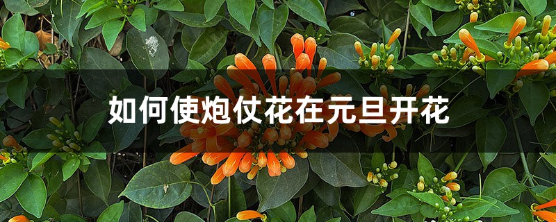 如何使炮仗花在元旦开花