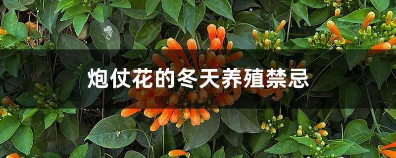 炮仗花的冬天养殖禁忌