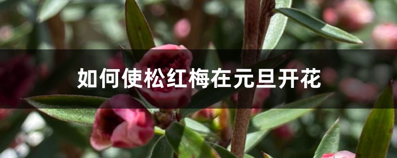 如何使松红梅在元旦开花