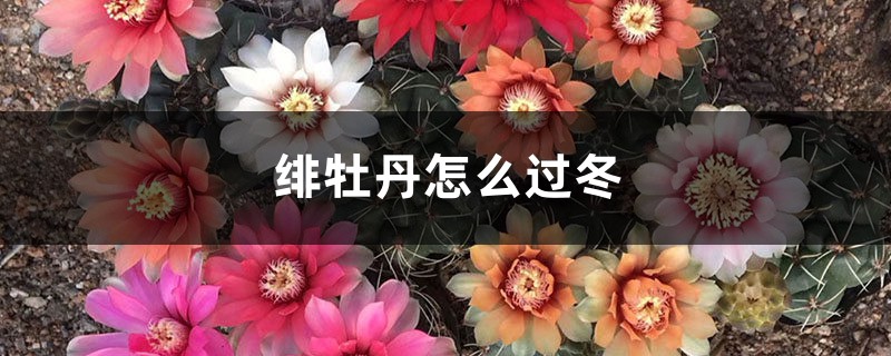 绯牡丹怎么过冬