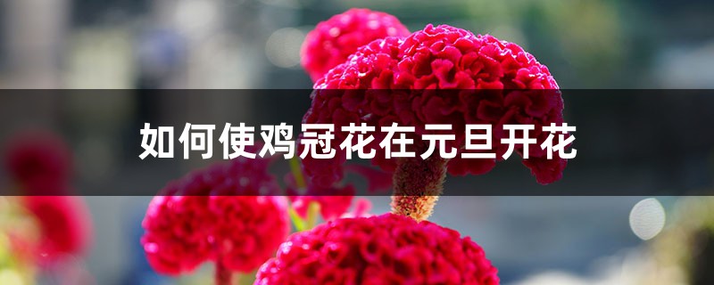 如何使鸡冠花在元旦开花