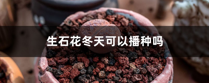 生石花冬天可以播种吗