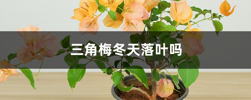 三角梅冬天落叶吗