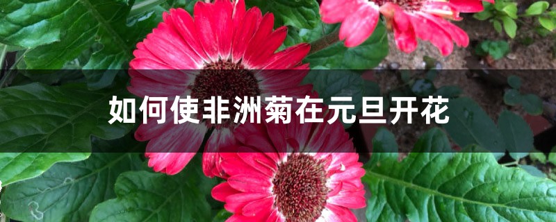 如何使非洲菊在元旦开花