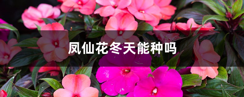 凤仙花冬天能种吗