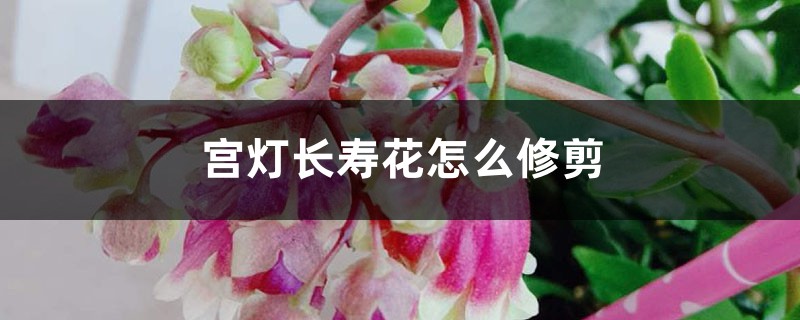 宫灯长寿花怎么修剪