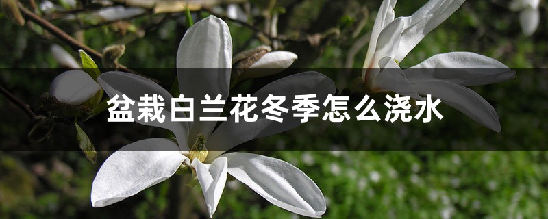 盆栽白兰花冬季怎么浇水