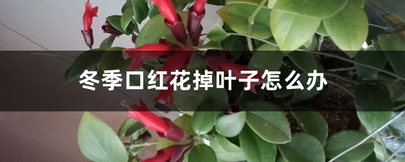 冬季口红花掉叶子怎么办