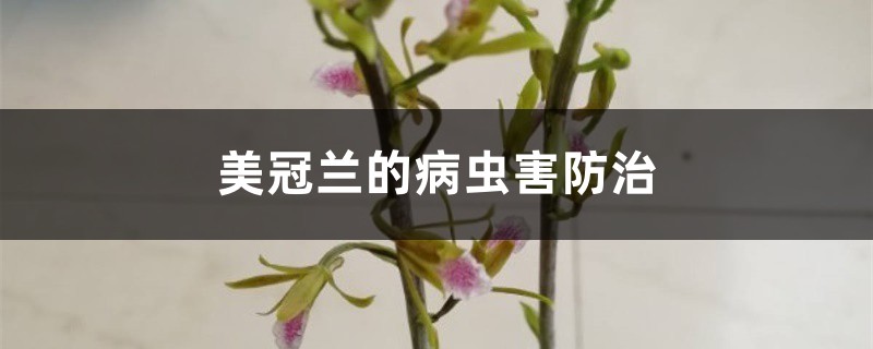 美冠兰的病虫害防治