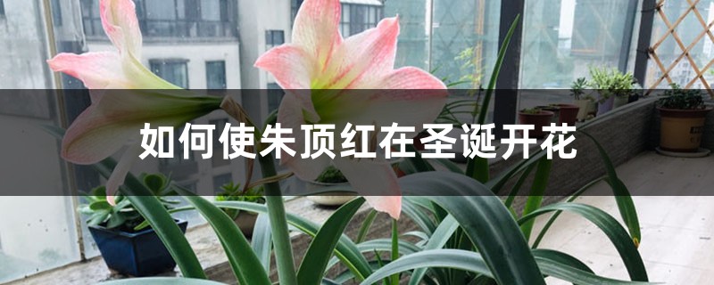 如何使朱顶红在圣诞开花