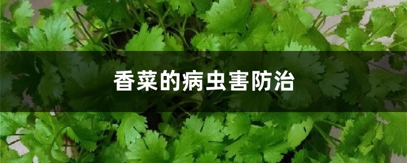 香菜的病虫害防治