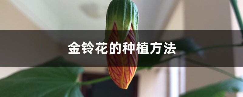 金铃花的种植方法