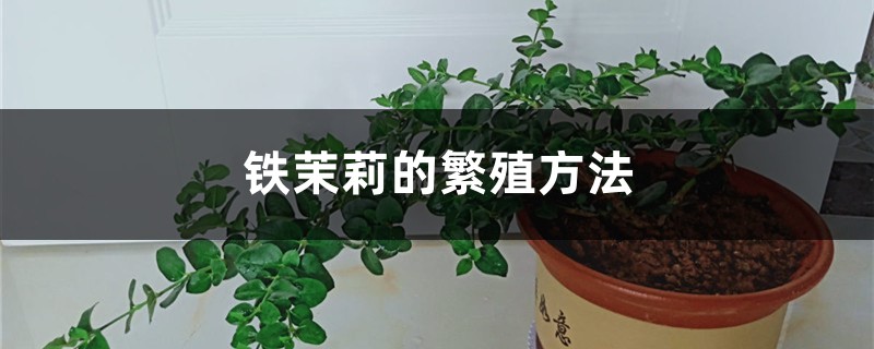 铁茉莉的繁殖方法