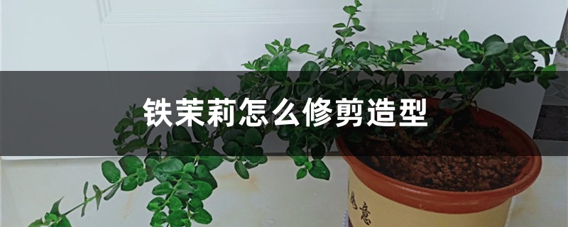 铁茉莉怎么修剪造型