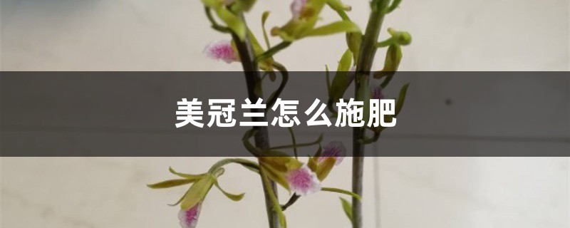 美冠兰怎么施肥