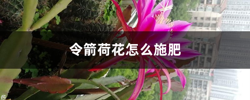 令箭荷花怎么施肥