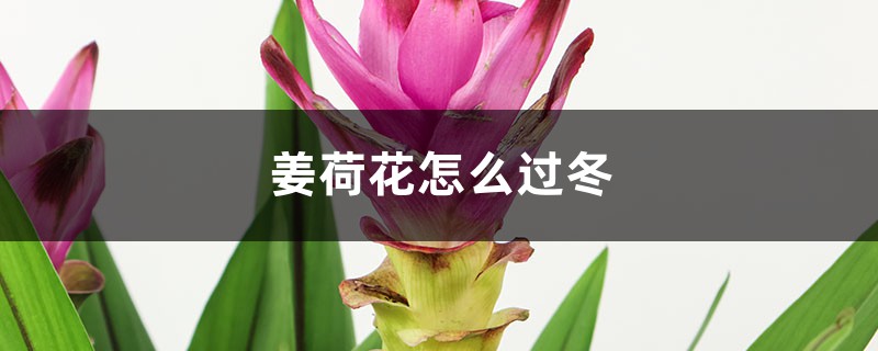 姜荷花怎么过冬