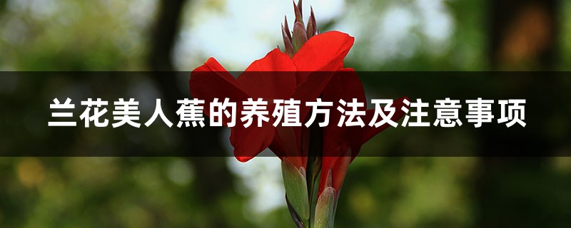 兰花美人蕉的养殖方法及注意事项