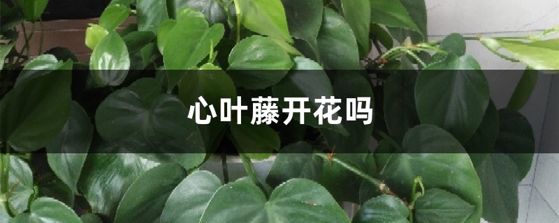 心叶藤开花吗