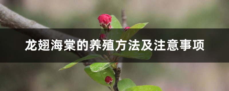 龙翅海棠的养殖方法及注意事项