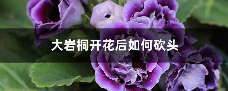 大岩桐开花后如何砍头