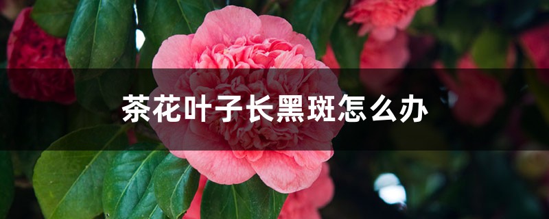 茶花叶子长黑斑怎么办