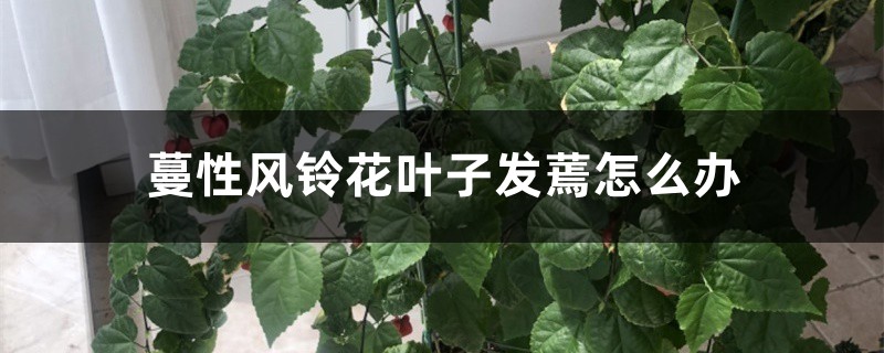 蔓性风铃花叶子发蔫怎么办