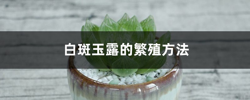 白斑玉露的繁殖方法