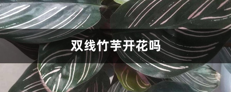 双线竹芋开花吗