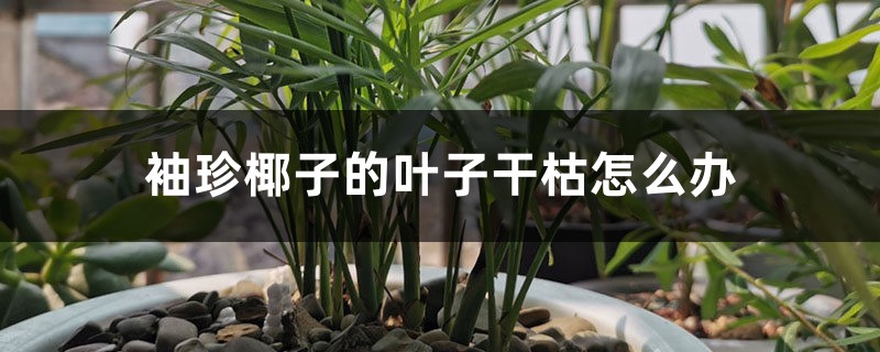 袖珍椰子的叶子干枯怎么办