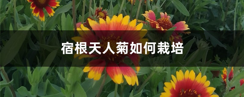 宿根天人菊如何栽培