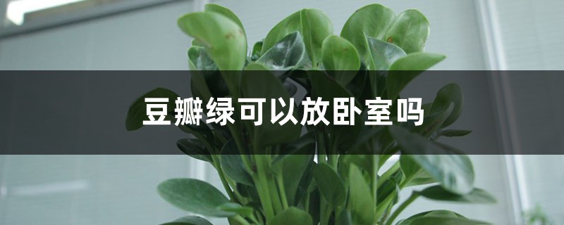 豆瓣绿可以放卧室吗