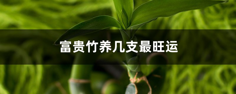 富贵竹养几支最旺运