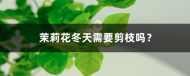 茉莉花冬天需要剪枝吗？