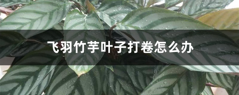 飞羽竹芋叶子打卷怎么办