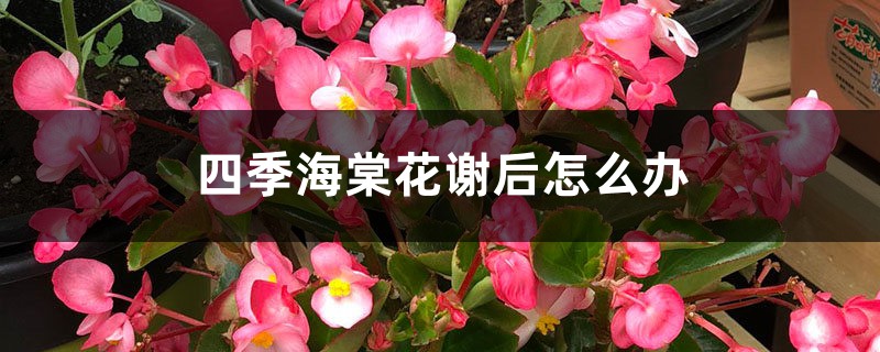 四季海棠花谢后怎么办