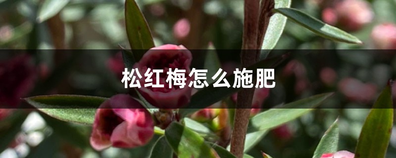 松红梅怎么施肥