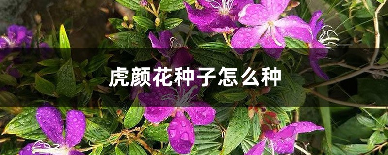 虎颜花种子怎么种