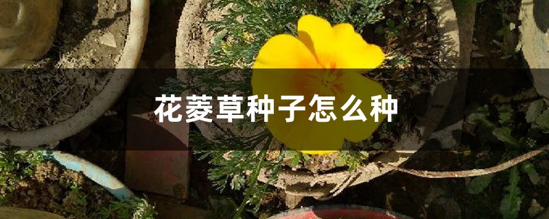 花菱草种子怎么种