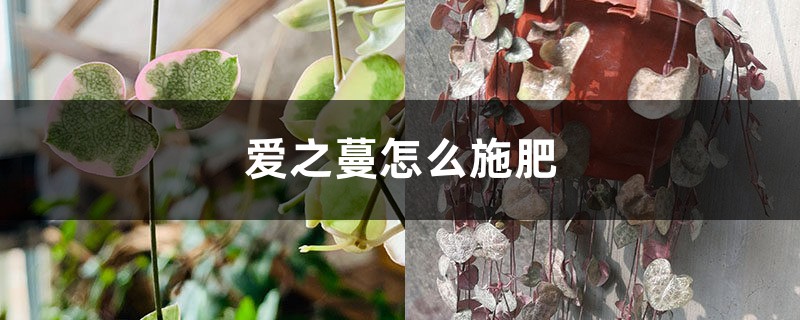 爱之蔓怎么施肥