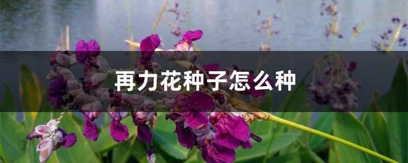 再力花种子怎么种